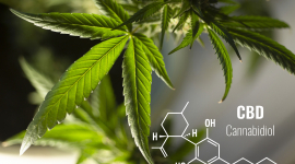 FIDMAG inicia el Estudio Cannabis 